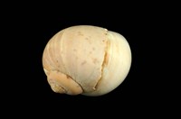 藏品(古色玉螺)的圖片